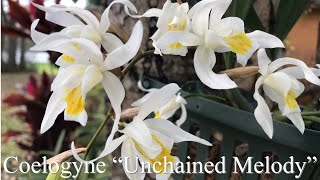 Coelogyne “ Unchained Melody “ orchid and care tips