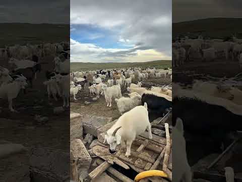 حلال منغوليا ماعز التغطيه   