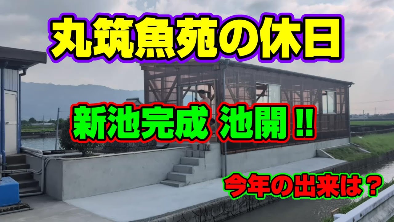 【汚池再生計画】福岡県久留米市『丸筑魚苑』の新しく出来た飼育池の池開き、選別の様子などなど‼＃koipond#koi＃丸筑紅白