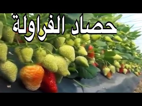 فيديو: تغذية الفراولة أثناء الاثمار