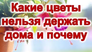 Какие цветы нельзя держать дома и почему