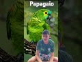 Papagaio da Amazônia um lindo psitacídeo #papagaio @ACasaDosBichos