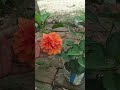 धार्मिक महत्वगुड़हल फूल का उपयोग कै करेंगुड़हल के फूल से करें कर्ज से मुक्ति Gudhal for Debt Relief 