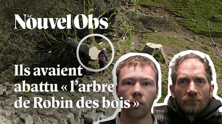 Quatre ans de prison pour les bûcherons sauvages de l'arbre le plus célèbre d'Angleterre