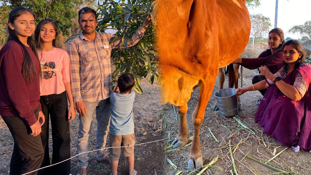 દેવાંશી રૂહી આવી લગ્ન કરવા દેવાંશી ગાય દોતા શીખી