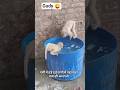   monkey engoy cold water🤪l short viral vedio #shorts