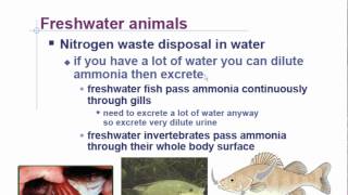AP Biology Chapter 44 Homeostasis/Excretion Part 1