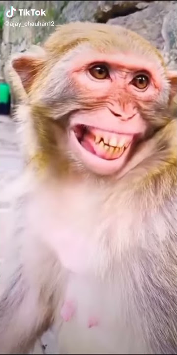 moyen gilah