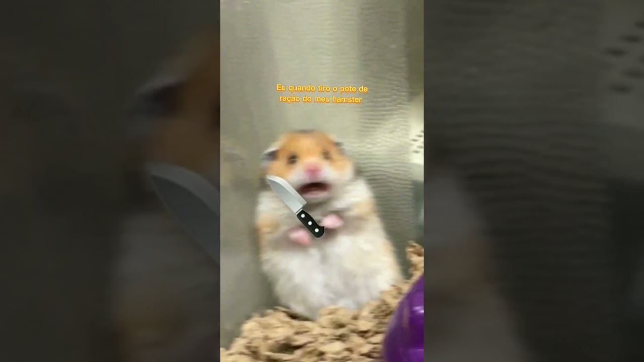 Eu quanto tiro o pote de raçao do meu hamster