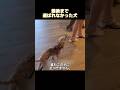 誰にも選ばれなかった犬