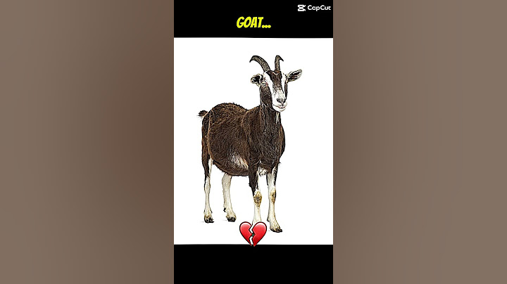 El verdadero goat