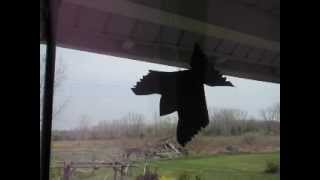 Thank You Bev for your paper bird deterrent idea!