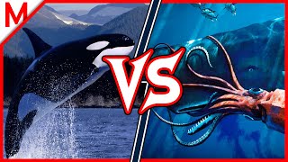 6Killer Whale vs Sperm Whale | +Cougar vs Cheetah winner