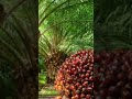 Oilpalm🌴 is known as a great source of income in Nigeria, Malaysia, And other Countries, 08034845118