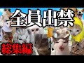【コンビニ勤務・総集編】 コンビニ勤務で出会ったクレーマー&地獄の労働記録#猫ミーム #猫マニ