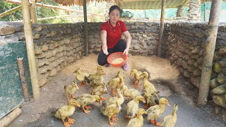 Repair And Rebuild Ducks Coop  Go To The Village Market Buy Ducklings To Raise, Daily Farm
