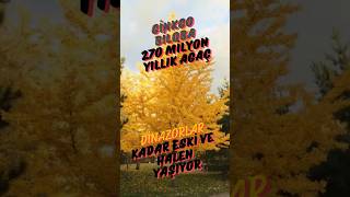 270 Milyon Yıllık Ağaç Ginkgo Bilobanın Sırrı Nedir?