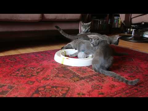 Video: Jak Vštípit Kotě čistotu