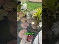 When a lifelong reptile guy like @KampKenan realizes how addictive water lilies can be 😍