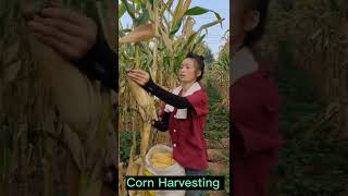 Corn Harvest #satisfying #short