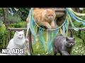 12 Hours Calming Music for Cats 🌙 Cozy Midnight Music for Better Cat Rest