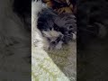 #Lio❤️minivlogs🤗#indiandog#dogloverindia#petloverindia#reelsindia#instareelsindia😍😍