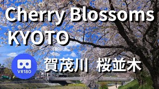 VR180 京都 賀茂川の桜並木 kyoto cherry blossom