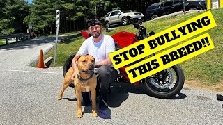 CUTE DOGS FROM HUMANE SOCIETY OF CARROLL COUNTY EP3