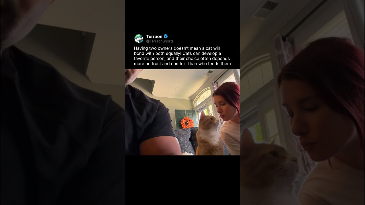 Cat Chooses Between Two Owners!