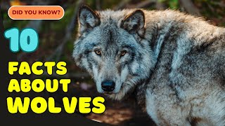 10 Fascinating Facts About Wolves You Didn’t Know! 🐺