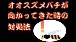 スズメバチが顔や腕に止まったらどうすればいいの やべどうネット