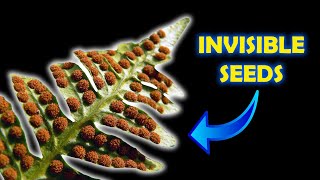 Ferns in 4 Minutes Wealth