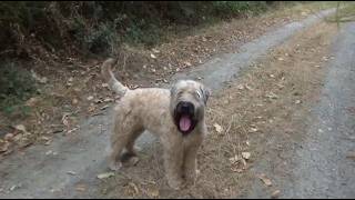 Wheaten Terrier Pup | Your Next Best Dog screenshot 4