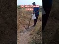 Big size rat snake release pashuseva ytshorts shorts pashuseva