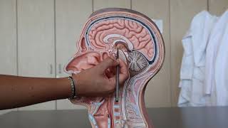 Somso Model- Midsagittal View of Head