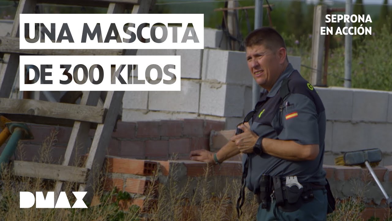 Salchichas tóxicas en un festival, inmigrantes ilegales y un cerdo gigante | Seprona en acción