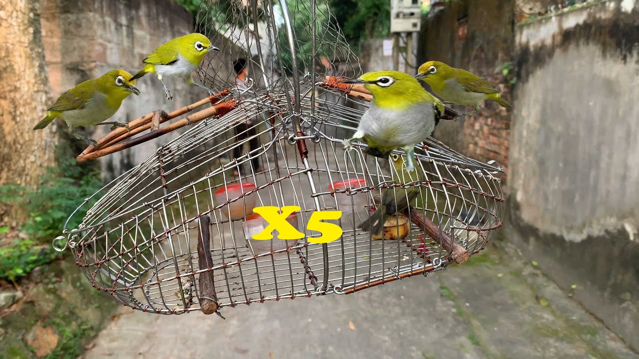 Buối Sáng Đi Bãy Khuyên Làm Nhẹ Nhàng X5// Toàn Hàng Mỏ Siêu Mỏng || Chiến Ơi