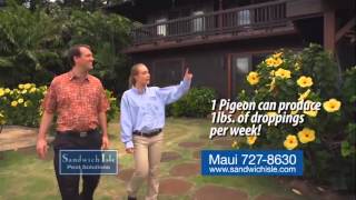 Pest Bird Problems Explained