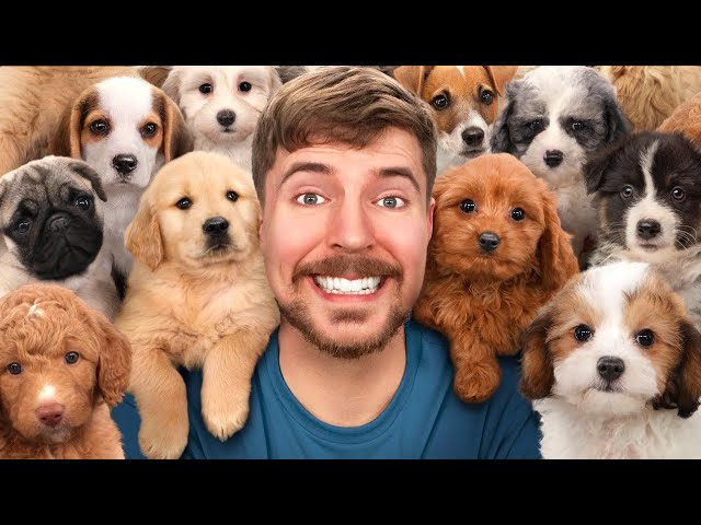 I Rescued 100 Abandoned Dogs! class=