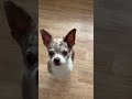 Собакам нужно чистить зубы!