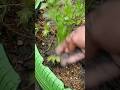 Cara mengaplikasikan abu bakar ke tanaman#shortviral#abu#abubakar#seledri#bawangdaun