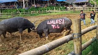 Kpts Walesi Team Tara Londong Vs Kampa Buntu Kerre Team Timbangtedong Silaga Arena Pongkasong