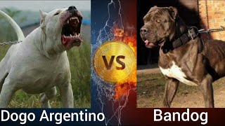 Dogo Argentino VS Bandog | Who is more Powerful ? by Shubham Medhekar 17,066 views 1 year ago 3 minutes, 5 seconds