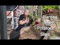 How I Plant my Sweet Potato Slips, Bell peppers Love the Greenhouse!