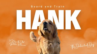 The CUTEST Golden Retriever Ever⁉  Hank’s 3 Week Board and Train Transformation‼