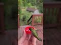 Hand-Feeding a Hummingbird on the 4th of July