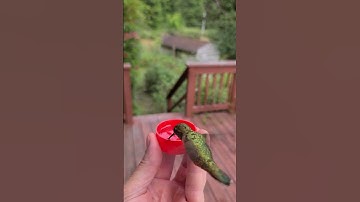 Hand-Feeding a Hummingbird on the 4th of July