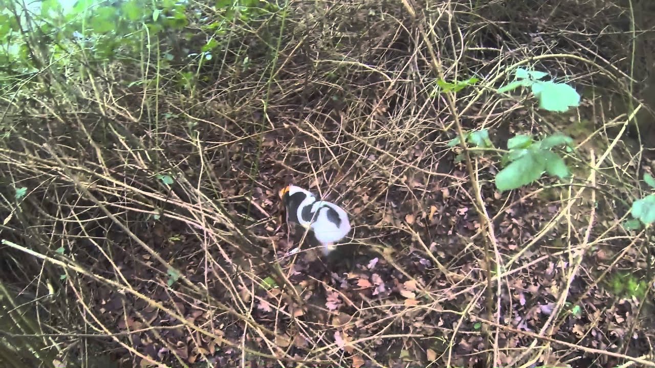 Chasse Jack Russell Janvier 2015 Youtube