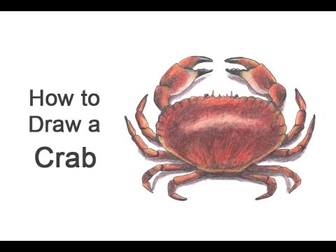 Video: How To Draw A Realistic Crab