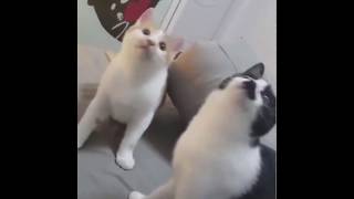 9GAG CUTE Cat shaking head to music